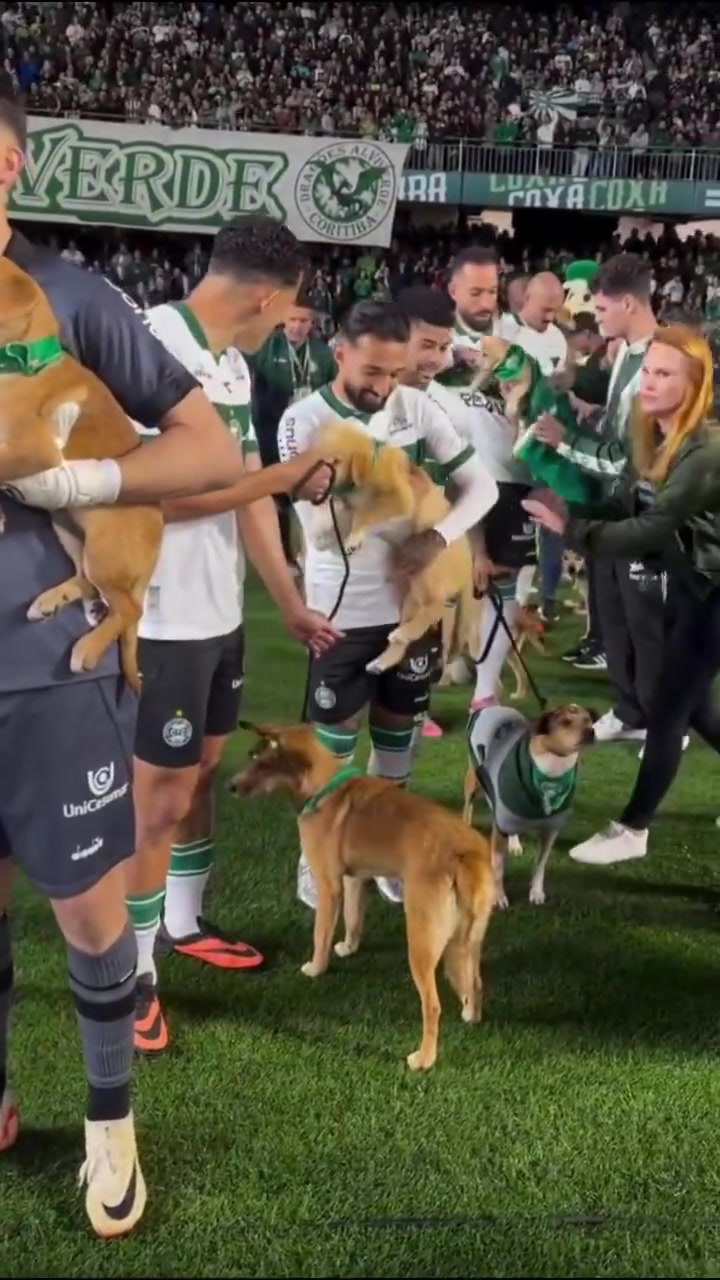 小狗球童！巴乙科里蒂巴球員牽著受救助的小狗入場，鼓勵(lì)人們領(lǐng)養(yǎng)