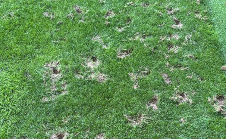 外媒：瑞士日內(nèi)瓦體育場爆發(fā)嚴重鼠患問題，或影響世界杯預選賽